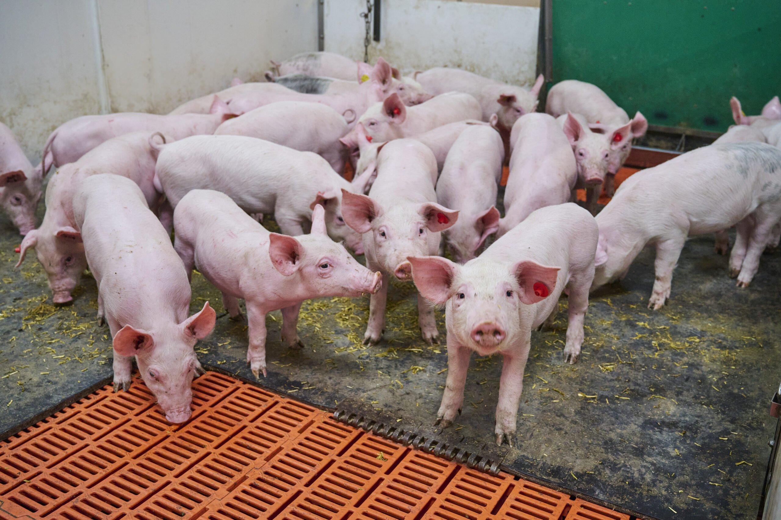 Inspection results pigs