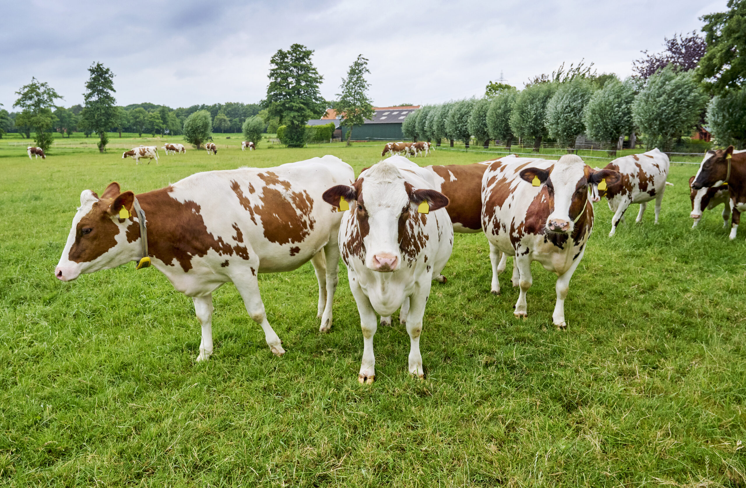 Inspection results cattle